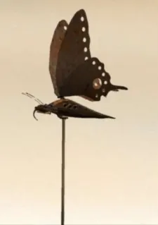 Lost Butterfly